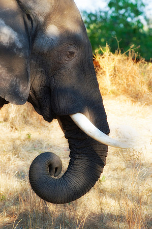 Africa, Africa, Africa, Botswana, Botswana, Chobe, Dumbo, India, Kenya, Kenya, Mara, Masai, Moremi, Namibia, Namibia, Savuti, South, South, Tanzania, Tanzania, Zambia, Zimbabwe, ears, elephant, elepha