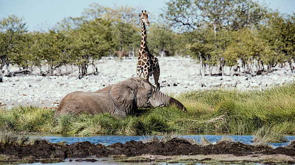 Bull Elephant - Etosha