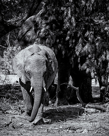 Desert Elephant