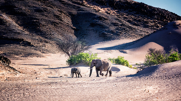 Desert Elephants