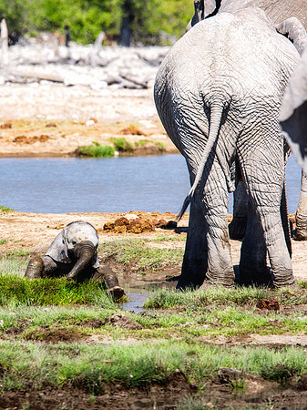Baby Elephant - Etosha