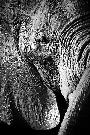 Africa, Bertazzoni, Botswana, Chobe, Dumbo, India, Kenya, Mara, Masai, Moremi, Namibia, Namibia, Savuti, "South Africa", Tanzania, Zambia, Zimbabwe, baby, "black & white", ears, elephant, illegal, ivo