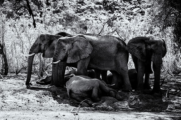 Desert Elephants