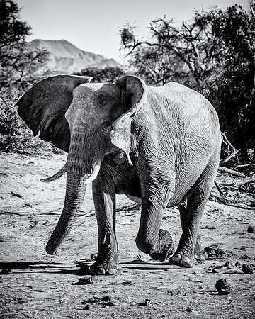 Desert Elephant