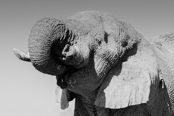 Africa, Africa, Africa, Botswana, Botswana, Chobe, Dumbo, India, Kenya, Kenya, Mara, Masai, Moremi, Namibia, Namibia, Savuti, South, South, Tanzania, Tanzania, Zambia, Zimbabwe, black, "black & white"