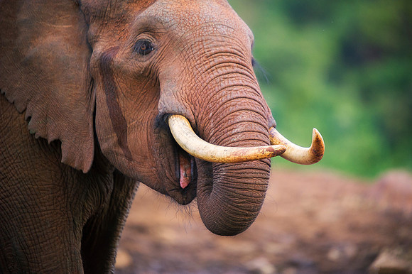 Bertazzoni, Botswana, Chobe, Dumbo, India, Kenya, Mara, Masai, Moremi, Namibia, Namibia, Savuti, "South Africa", Tanzania, Zambia, Zimbabwe, baby, ears, elephant, frica, illegal, ivory, jungle, pack,