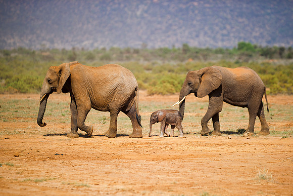 Bertazzoni, Botswana, Chobe, Dumbo, India, Kenya, Mara, Masai, Moremi, Namibia, Namibia, Savuti, "South Africa", Tanzania, Zambia, Zimbabwe, baby, "black & white", ears, elephant, Africa, illegal, ivo
