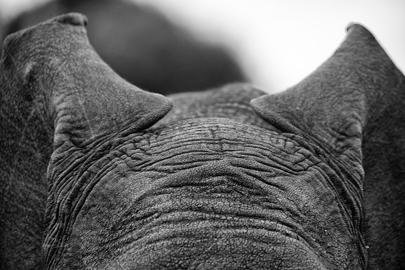 Bertazzoni, Botswana, Chobe, Dumbo, India, Kenya, Mara, Masai, Moremi, Namibia, Namibia, Savuti, "South Africa", Tanzania, Zambia, Zimbabwe, baby, ears, elephant, frica, illegal, ivory, jungle, pack,