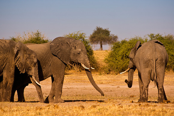 Africa, Botswana, Chobe, Dumbo, Kenya, "Masai Mara", Moremi, Namibia, Savuti, "South Africa", Tanzania, ears, elephant, "illegal trade", ivory, jungle, poaching, safari, savanna, trunk, tusk,India, Ta