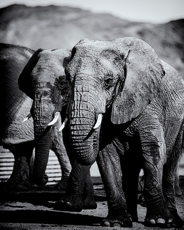 Desert Elephants