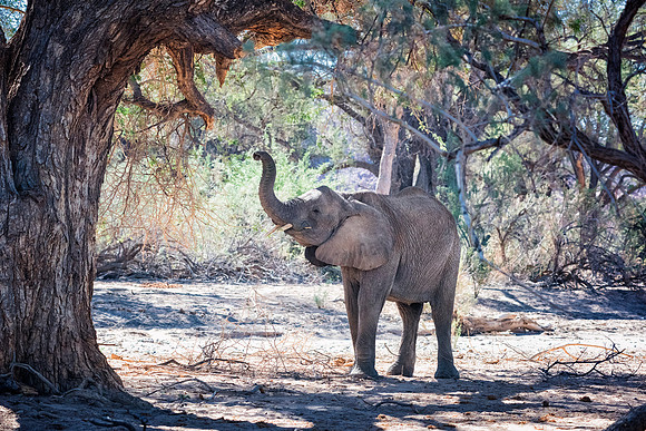 Desert Elephant