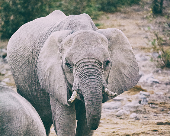 Africa, Bertazzoni, Botswana, Chobe, Dumbo, India, Kenya, Mara, Masai, Moremi, Namibia, Namibia, Savuti, "South Africa", Tanzania, Zambia, Zimbabwe, baby, "black & white", ears, elephant, illegal, ivo