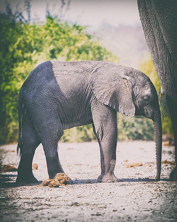 Africa, Africa, Africa, Botswana, Botswana, Chobe, Dumbo, India, Kenya, Kenya, Mara, Masai, Moremi, Namibia, Namibia, Savuti, South, South, Tanzania, Tanzania, Zambia, Zimbabwe, black, "black & white"