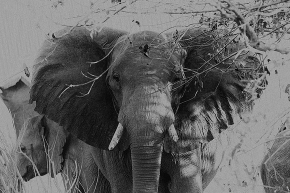 &, Africa, Africa, Africa, Botswana, Botswana, Chobe, Dumbo, India, Kenya, Kenya, Mara, Masai, Moremi, Namibia, Namibia, Savuti, South, South, Tanzania, Tanzania, Zambia, Zimbabwe, black, ears, elepha