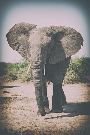 Africa, Africa, Africa, Botswana, Botswana, Chobe, Dumbo, India, Kenya, Kenya, Mara, Masai, Moremi, Namibia, Namibia, Savuti, South, South, Tanzania, Tanzania, Zambia, Zimbabwe, black, "black & white"