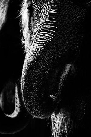 India, elephant, kenia, safari, tanzania, trunk, tusk, zoo
