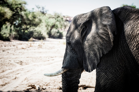 Desert Elephant