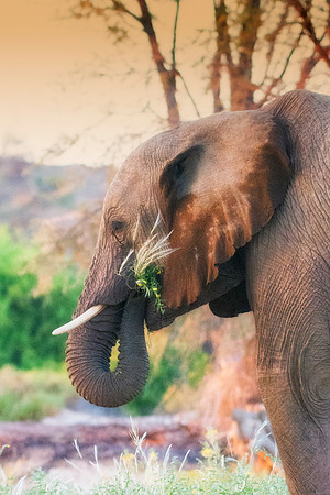 Bertazzoni, Botswana, Chobe, Dumbo, India, Kenya, Mara, Masai, Moremi, Namibia, Namibia, Savuti, "South Africa", Tanzania, Zambia, Zimbabwe, baby, "black & white", ears, elephant, frica, illegal, ivor