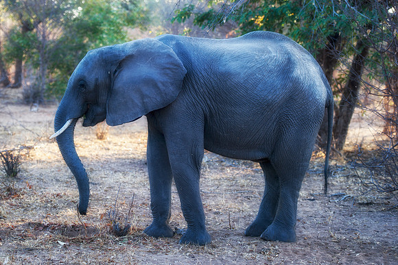 Africa, Botswana, Botswana, Chobe, Dumbo, India, Kenya, Kenya, Masai Mara, Moremi, Namibia, Namibia, Savuti, South Africa, South Africa, Tanzania, Tanzania, Zambia, Zimbabwe, ears, elephant, elephant,