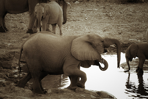 Africa, Bertazzoni, Botswana, Chobe, Dumbo, India, Kenya, Mara, Masai, Moremi, Namibia, Namibia, Savuti, "South Africa", Tanzania, Zambia, Zimbabwe, baby, "black & white", ears, elephant, illegal, ivo