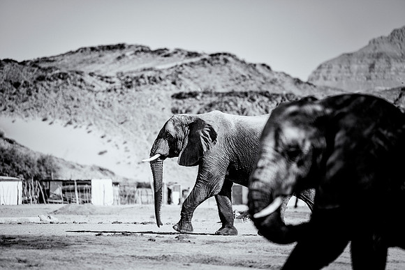 Desert Elephants