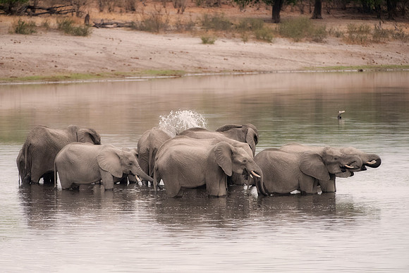 Africa, Africa, Africa, Botswana, Botswana, Chobe, Dumbo, India, Kenya, Kenya, Mara, Masai, Moremi, Namibia, Namibia, Savuti, South, South, Tanzania, Tanzania, Zambia, Zimbabwe, black, "black & white"