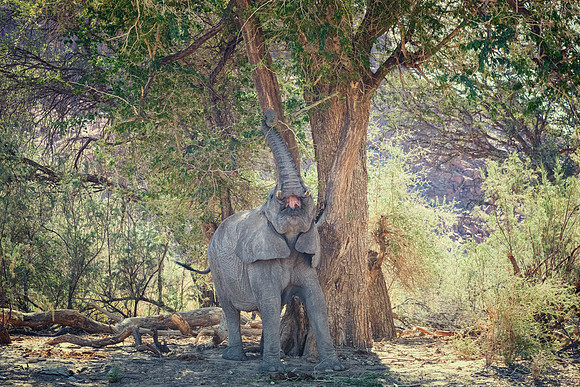 Desert Elephant