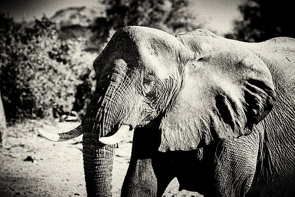 Desert Elephant