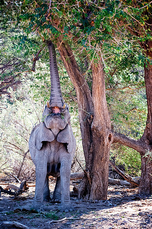 Desert Elephant
