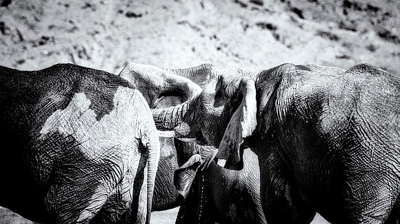 Desert Elephants