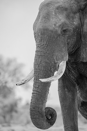 Africa, Africa, Africa, Botswana, Botswana, Chobe, Dumbo, India, Kenya, Kenya, Mara, Masai, Moremi, Namibia, Namibia, Savuti, South, South, Tanzania, Tanzania, Zambia, Zimbabwe, black, "black & white"