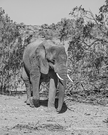 Desert Elephant