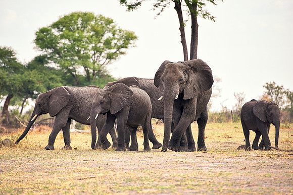 Africa, Africa, Africa, Botswana, Botswana, Chobe, Dumbo, India, Kenya, Kenya, Mara, Masai, Moremi, Namibia, Namibia, Savuti, South, South, Tanzania, Tanzania, Zambia, Zimbabwe, black, "black & white"