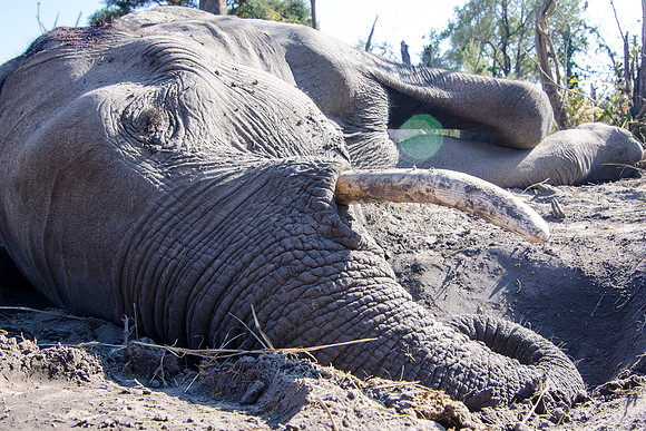 Africa, Botswana, Botswana, Chobe, Dumbo, India, Kenya, Kenya, Mara, Masai, Moremi, Namibia, Namibia, Savuti, "South Africa", Tanzania, Tanzania, Zambia, Zimbabwe, bertazzoni, ears, elephant, elephant