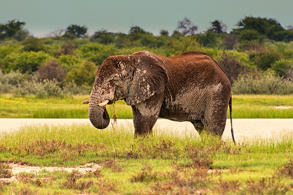 Africa, Botswana, Chobe, Dumbo, Kenya, "Masai Mara", Moremi, Namibia, Savuti, "South Africa", Tanzania, ears, elephant, "illegal trade", ivory, jungle, poaching, safari, savanna, trunk, tusk,India, Ta