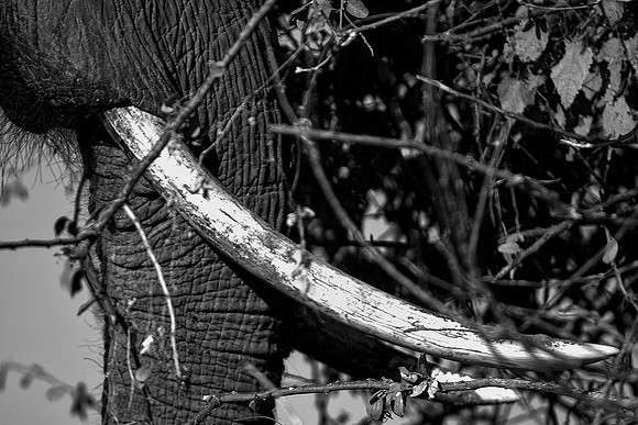Tusks
