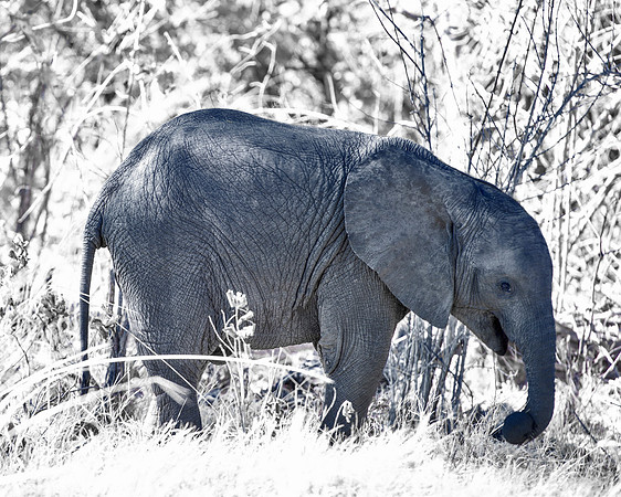 Africa, Africa, Africa, Botswana, Botswana, Chobe, Dumbo, India, Kenya, Kenya, Mara, Masai, Moremi, Namibia, Namibia, Savuti, South, South, Tanzania, Tanzania, Zambia, Zimbabwe, ears, elephant, elepha