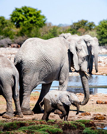 Baby Elephant - Etosha