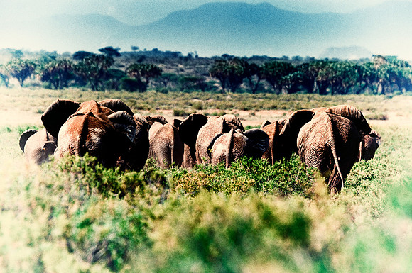 Africa, Bertazzoni, Botswana, Chobe, Dumbo, India, Kenya, Mara, Masai, Moremi, Namibia, Namibia, Savuti, "South Africa", Tanzania, Zambia, Zimbabwe, baby, "black & white", ears, elephant, illegal, ivo