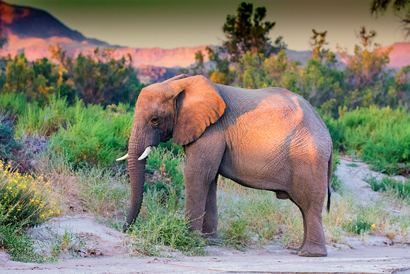 Desert Elephant