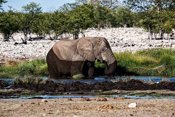 Bull Elephant - Etosha