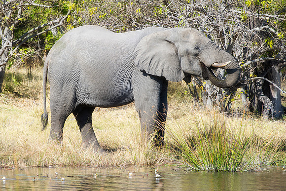 Africa, Africa, Africa, Botswana, Botswana, Chobe, Dumbo, India, Kenya, Kenya, Mara, Masai, Moremi, Namibia, Namibia, Savuti, South, South, Tanzania, Tanzania, Zambia, Zimbabwe, ears, elephant, elepha