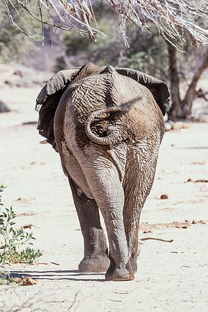 Desert Elephant