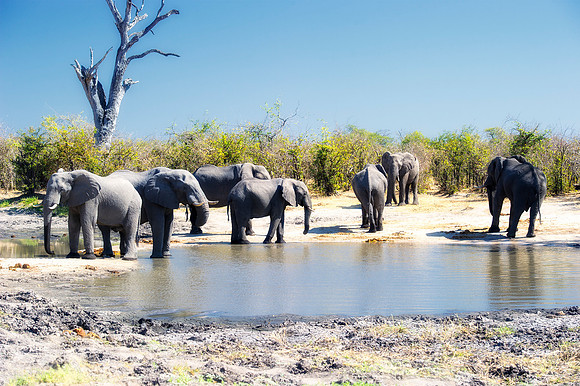 Africa, Botswana, Botswana, Chobe, Dumbo, India, Kenya, Kenya, Masai Mara, Moremi, Namibia, Namibia, Savuti, South Africa, South Africa, Tanzania, Tanzania, Zambia, Zimbabwe, ears, elephant, elephant,