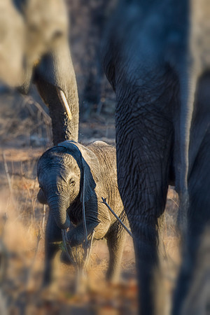 Africa, Africa, Africa, Botswana, Botswana, Chobe, Dumbo, India, Kenya, Kenya, Mara, Masai, Moremi, Namibia, Namibia, Savuti, South, South, Tanzania, Tanzania, Zambia, Zimbabwe, ears, elephant, elepha