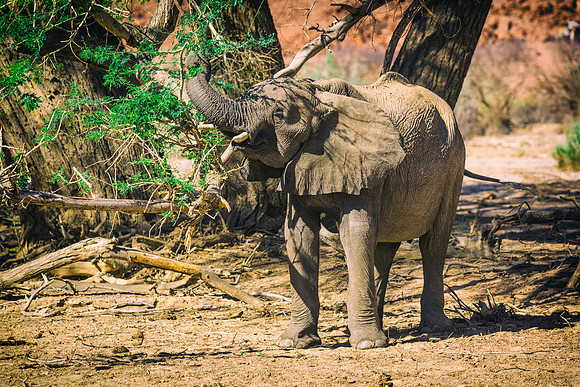 Desert Elephant