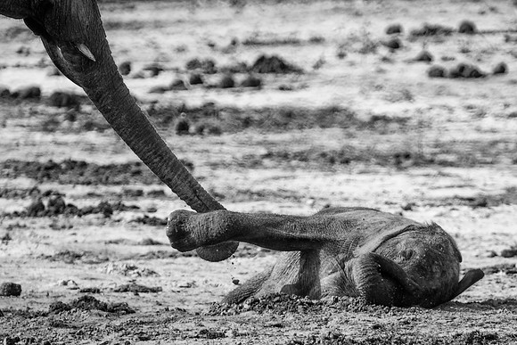 elephant, tusk, poaching, Africa, India, "black & white", artistic, bertazzoni, Kenya, Tanzania, Botswana, poaching, ears, tails, tusks