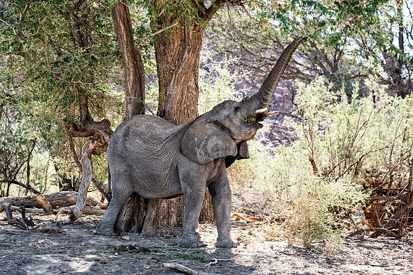 Desert Elephant