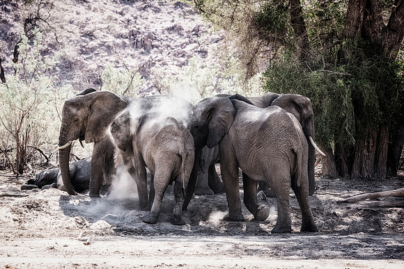 Desert Elephants
