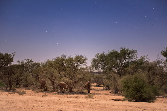 Bertazzoni, Botswana, Chobe, Dumbo, India, Kenya, Mara, Masai, Moremi, Namibia, Namibia, Savuti, "South Africa", Tanzania, Zambia, Zimbabwe, baby, "desert elephants in the night", ears, elephant, fric